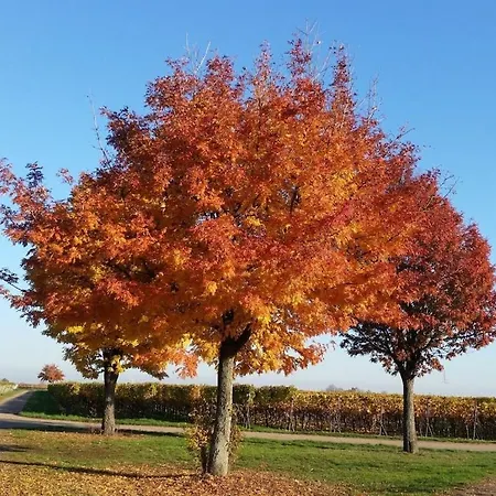 Raquet 2 Comfortable Дом отдыха Вахенхайм-ан-дер-Вайнштрасе